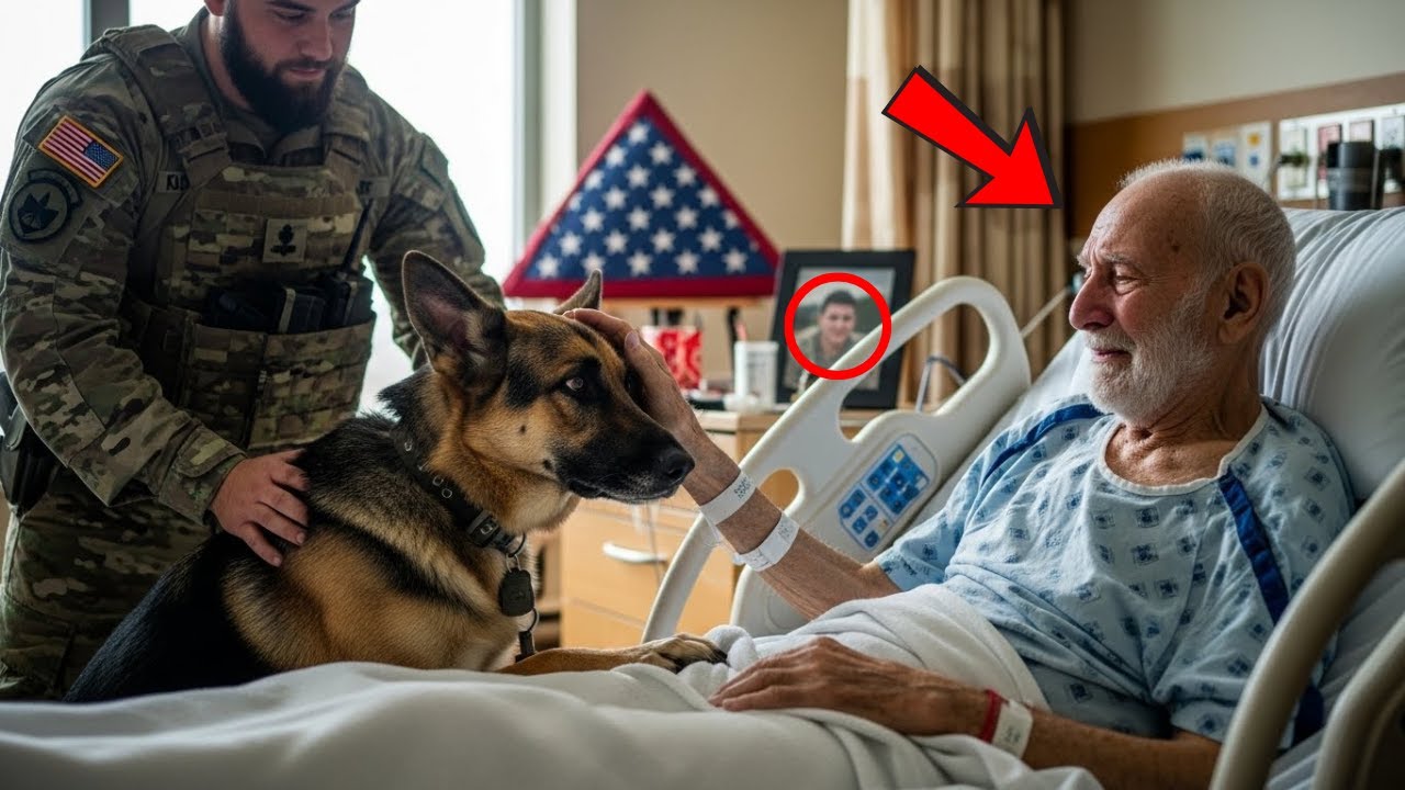 A Military Dog Went Missing for 2 Years — Then a Dying Father Made One Final Request