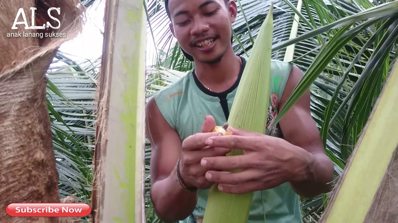 achal'nyy protsess prigotovleniya kokosovogo soka | pervyy etap | sok voda |