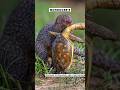 The Fearless Mongoose: Nature’s Ultimate Snake Hunter! #wildlife #nature #mongoose