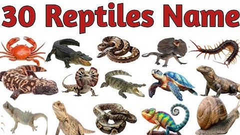 Reptiles Name | Reptiles Name in Hindi and English | Names of Reptiles #reptilesname #mathtabletv 