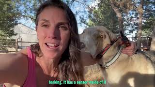 Transform Your Dog's Behavior Fast with This Training Collar! #HappyDog #DogTraining #PetCare