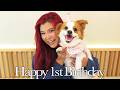【独身アラサー女】愛犬の誕生日に全力を尽くす1日