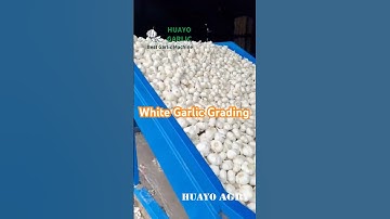 White Garlic Bulb Grading Machine to sort garlic effectively for sell