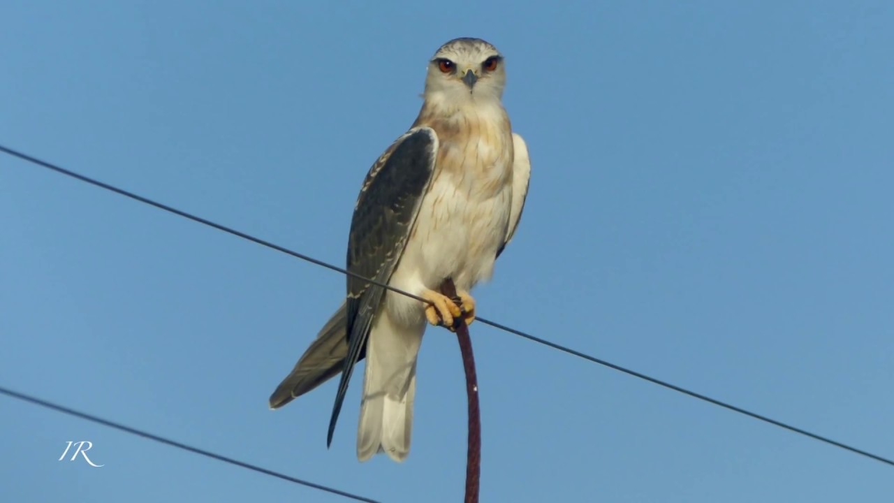 Black shouldered Kite (Elanus caeruleus) 