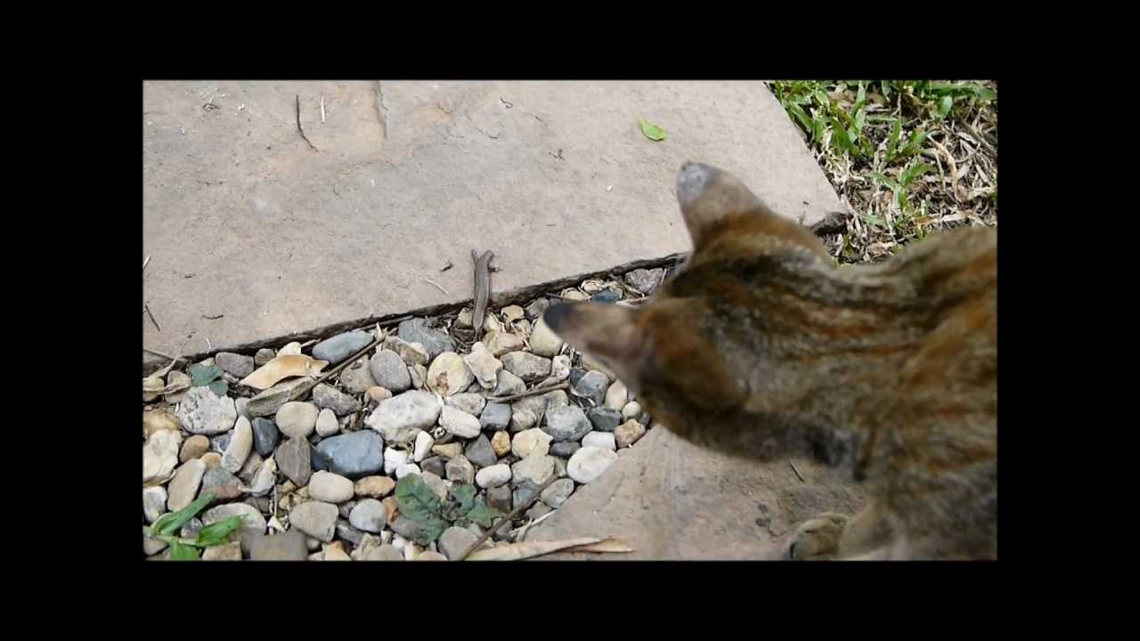 Cat Catches Lizard Then Lets It Escape