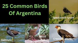 25 Common Birds Of Argentina by ZooLogix  306 views 7 months ago 5 minutes, 1 second