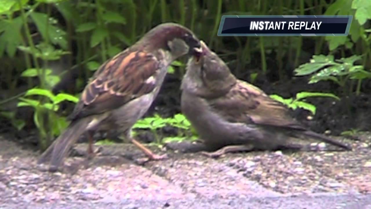 baby sparrow food