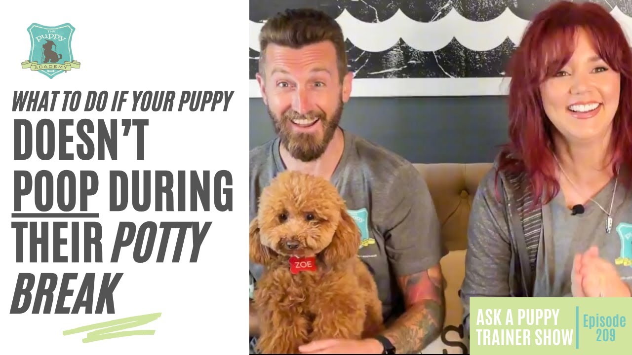 What To Do If Your Puppy Doesn’t Poop During Their Potty Break | AAPTS Ep. 209