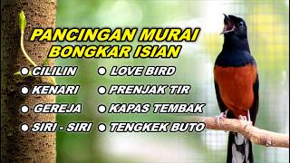 🔴 LIVE 43 - PANCINGAN MURAI BATU FULL ISIAN TEMBAKAN KASAR, AMPUH MELATIH MURAI BONGKAR ISIAN