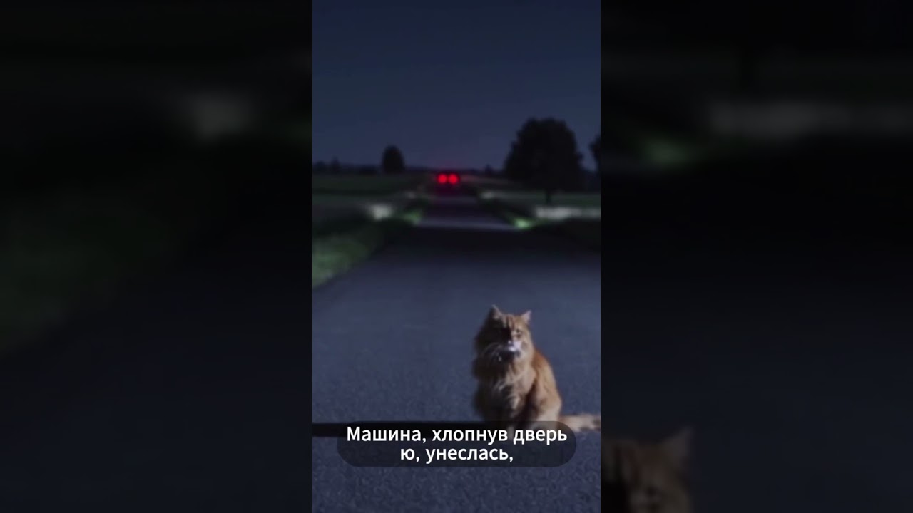 Христианская баллада о преданности кота 