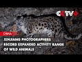 Xinjiang Photographers Record Expanded Activity Range of Wild Animals