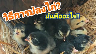 พาทุกท่านมาชมการ"ปลงไก่"(มันคืออะไร มารับชมกันครับ)