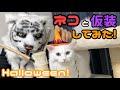 【ハロウィン】飼い主が仮装したらネコの反応は…？