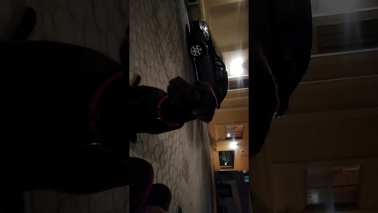 Happy bonding with my friend Mario| Makulit na Doggie| Belboy kitchen