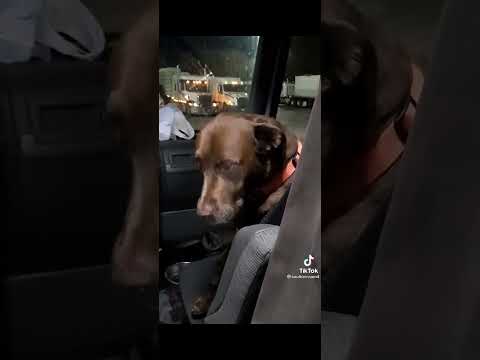 Video: Hawaii pes nájde rodinu po náhodnom bytí drog za kamiónom pre jednu míľu
