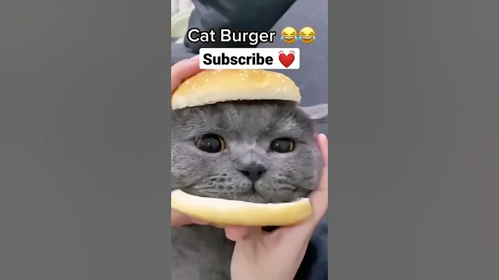 Video 5170961: cat animal fun, funny cat