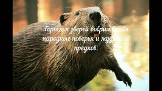 Славянский гороскоп зверей: Рожденные под знаком Бобер (10 октября — 9 ноября) Славянский гороскоп зверей: Рожденные под знаком Бобер (10 октября — 9 ноября)