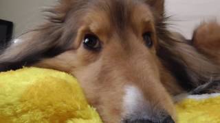 【可愛いシェルティ】室内の野放しについてCute Sheltie:About indoor unfolding
