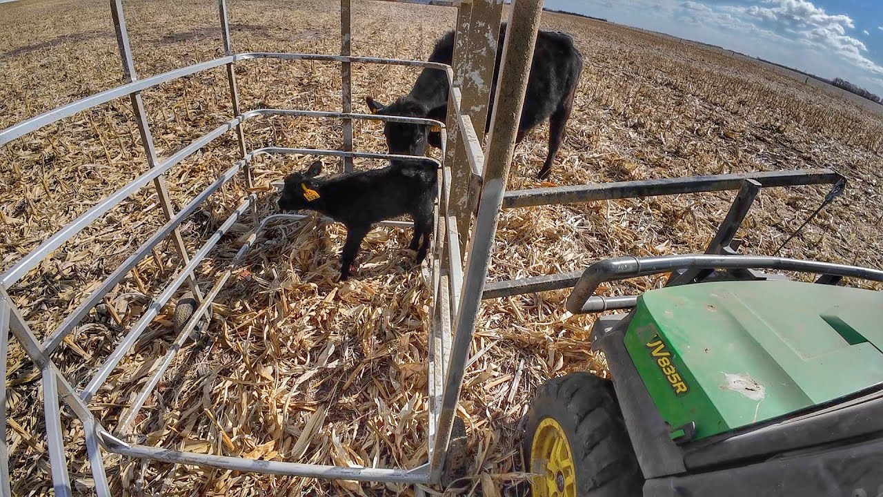 The Cows are Calving!