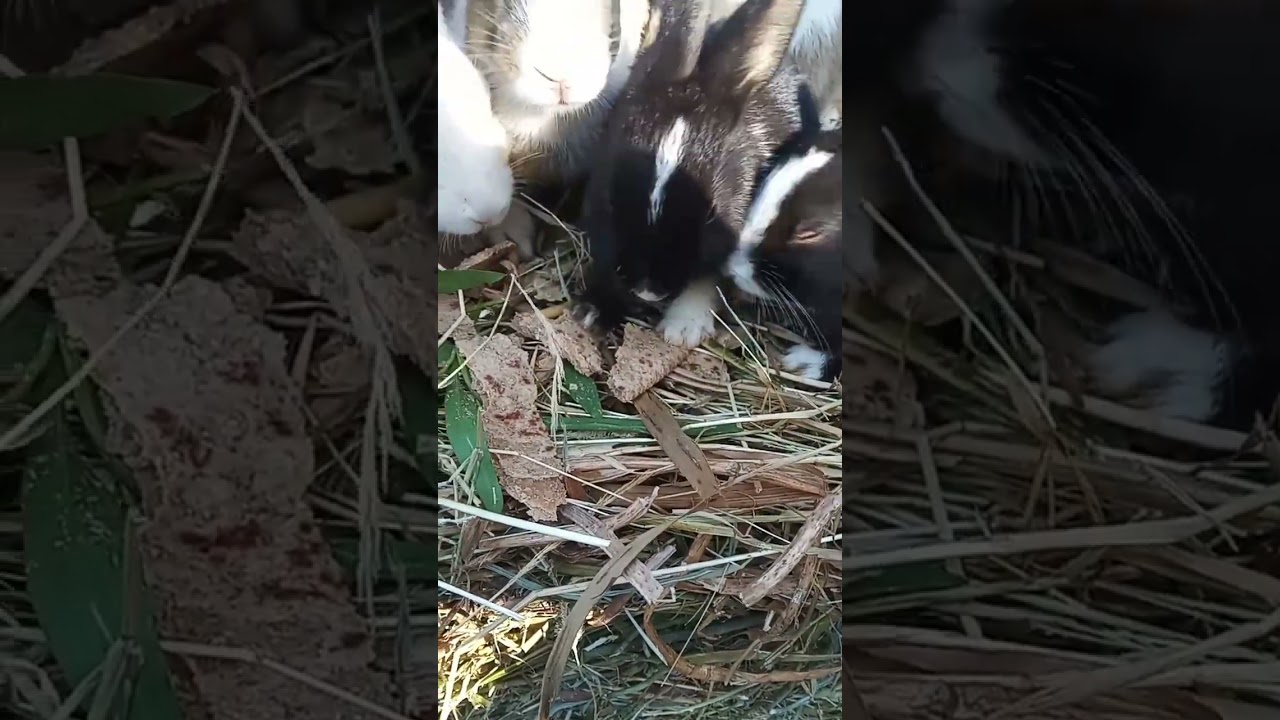 "Bunny's Great Escape: Hops, Hides, and Hijinks!"