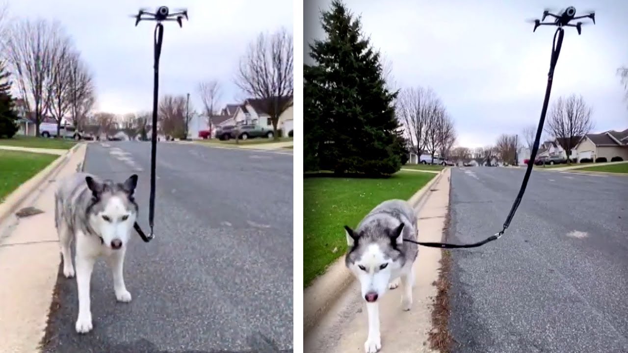 This Dog's Walker Is a Drone - YouTube