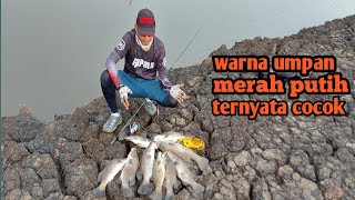 Casting barramundi atau kakap putih pakai lure STORM FLUTTERSTICK 7cm.part 2