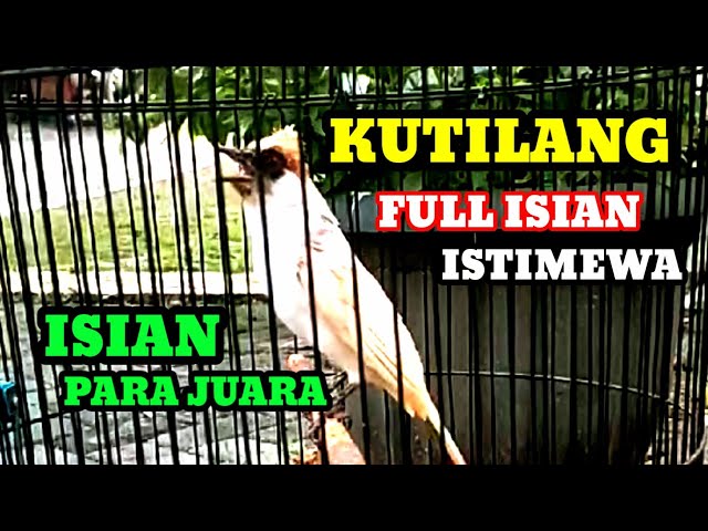 Suara burung KUTILANG GACOR FULL ISIAN MAHAL istimewa Masteran kutilang isian class=