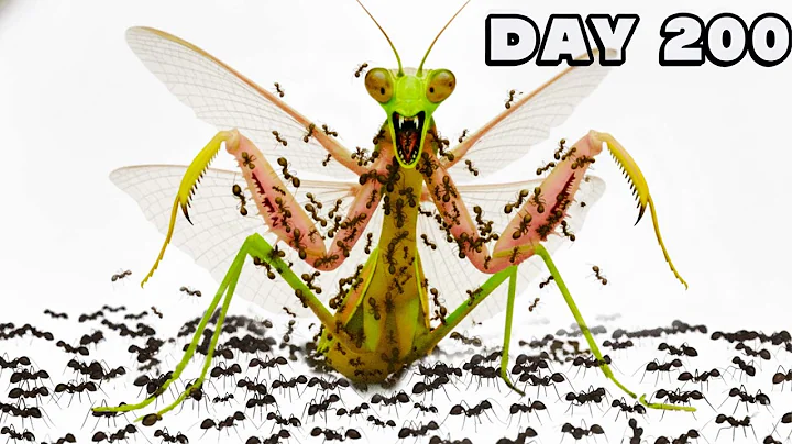 1,000 Ants VS Deadly Mantis 😱 ANTTREK Ant Colony Simulation