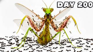 1000 hormigas contra mantis asesina 😱 Simulación de colonia de hormigas ANTTREK