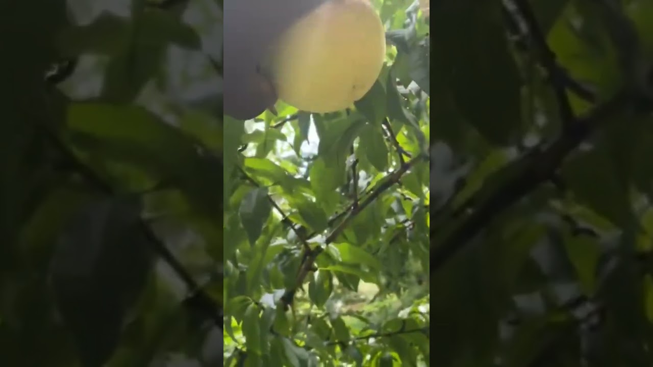 first time picking a ripe peach, squirrels eat the rest 