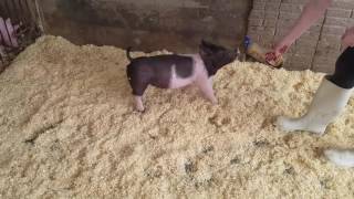 3-10 Cross Gilt