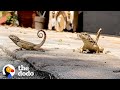 Lady's Backyard Is A Mini Jurassic Park | The Dodo Wild Hearts