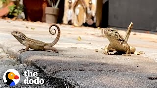 Lady's Backyard Is A Mini Jurassic Park | The Dodo Wild Hearts