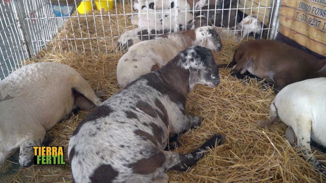TIERRA FÉRTIL TV-GANADO OVINO PELIFOLK (15.07.17)