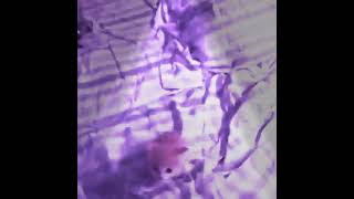 Omg Catstep??????.Wmv