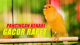 Kenari Gacor Rapet, pancingan kenari lain cepat ikut gacor