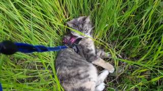 Jane Enjoys Her Time In The Grass