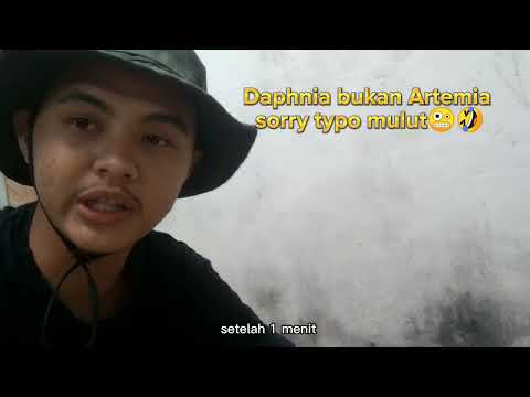 Cara Budidaya Dhapnia by Reza Ramadani #akuakultur #ubb #algae #pakanalami #zooplankton