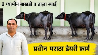 2 ग्याभीन बाखड़ी व ताज़ा ब्याई 😱 | बाखड़ियों का कारखाना | Praveen Maratha Dairy Farm ✅