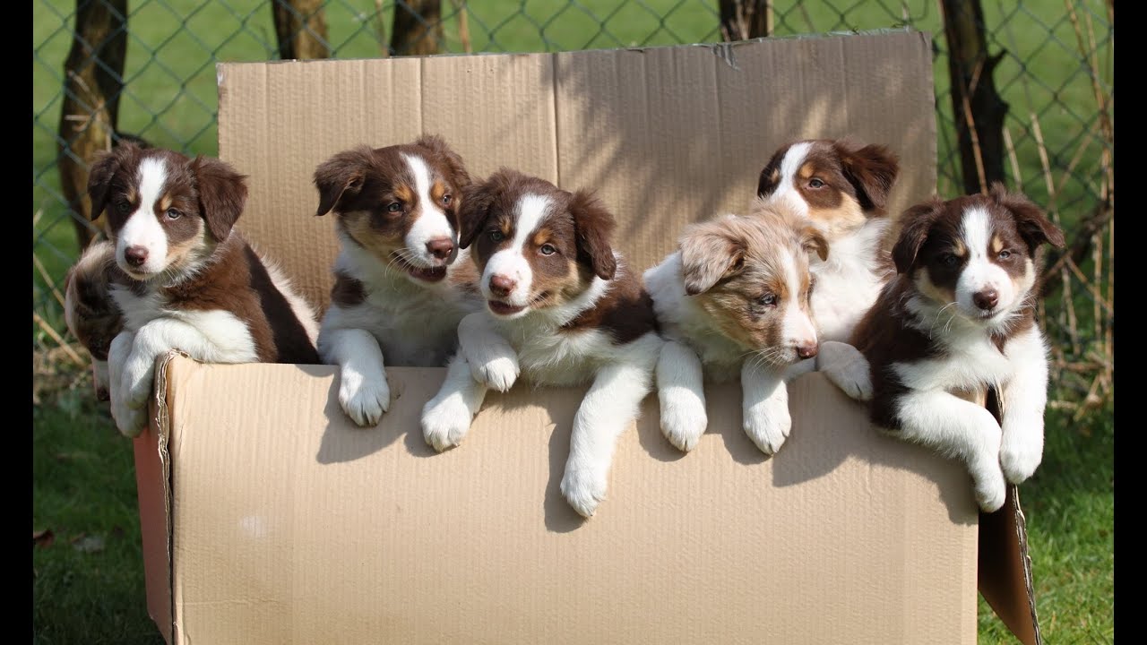 puppy training potty Adventures with the Border Collies Of Silent Storm