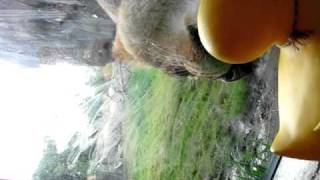 Lion at Oregon Zoo Wants to Eat Just Ducky