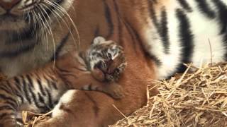 Amur Tiger Cubs Woburn Safari Park Part 2