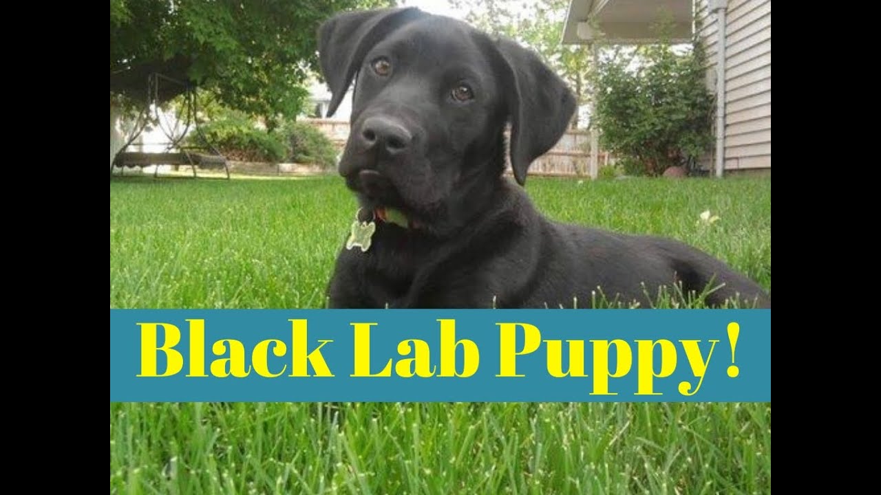 6 Month Old Lab - Dog Training Peachtree City - YouTube