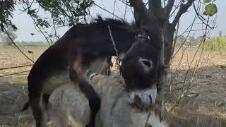 Donkey mating