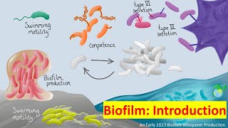 Biofilm Explained in 7 Minutes