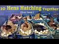 10 Aseel Hens Hatching Too Many Eggs to Chicks Together - Ever seen