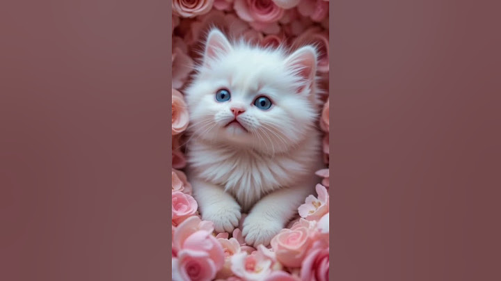 The EASY Way to Understand Your Cat's Message Today