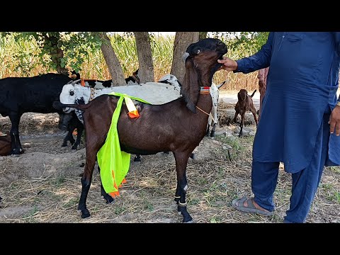 Pure Nagra beetal goat 🐐