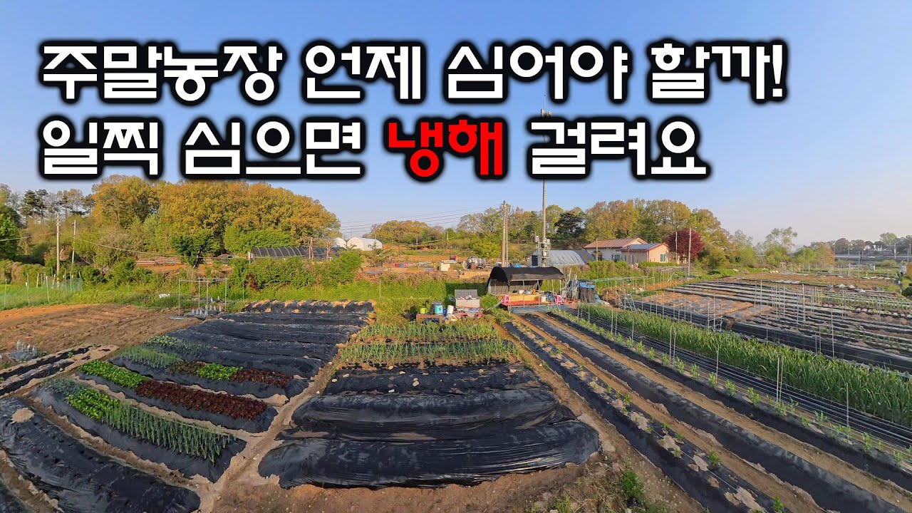 농작물 일찍 심으면 냉해 피해 입어요. 언제 심어야 할까! #고추정식 #고구마정식 #텃밭농사 - YouTube