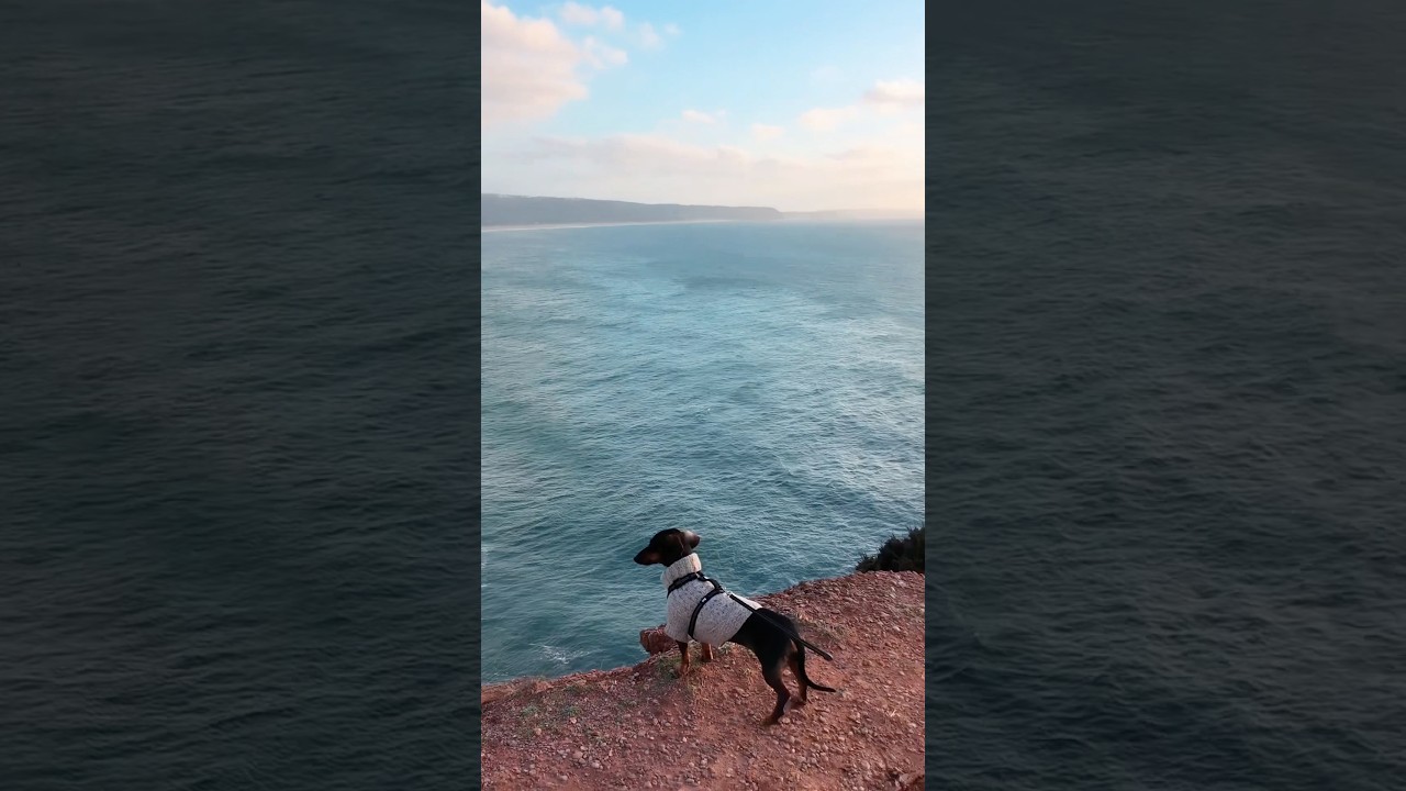 The surf waves can reach over 30 meters😱🌊 #surf #views #portugal #sailing